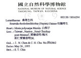 中文名:杜鵑桑寄生 (S016294 )學名:Taxillus rhododendricolus (Hayata) Chiu (S016294 )