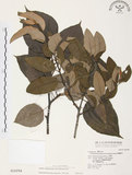 中文名:杜鵑桑寄生 (S016294 )學名:Taxillus rhododendricolus (Hayata) Chiu (S016294 )