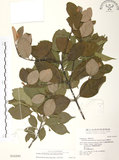 中文名:杜鵑桑寄生 (S016295 )學名:Taxillus rhododendricolus (Hayata) Chiu (S016295 )