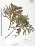 中文名:杜鵑桑寄生 (S016307 )學名:Taxillus rhododendricolus (Hayata) Chiu (S016307 )