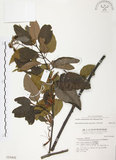 中文名:杜鵑桑寄生 (S016402 )學名:Taxillus rhododendricolus (Hayata) Chiu (S016402 )