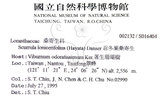 中文名:杜鵑桑寄生 (S016404 )學名:Taxillus rhododendricolus (Hayata) Chiu (S016404 )