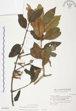 中文名:杜鵑桑寄生 (S016404 )學名:Taxillus rhododendricolus (Hayata) Chiu (S016404 )