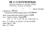 中文名:杜鵑桑寄生 (S016409 )學名:Taxillus rhododendricolus (Hayata) Chiu (S016409 )