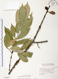 中文名:杜鵑桑寄生 (S016409 )學名:Taxillus rhododendricolus (Hayata) Chiu (S016409 )