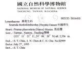 中文名:杜鵑桑寄生 (S016410 )學名:Taxillus rhododendricolus (Hayata) Chiu (S016410 )