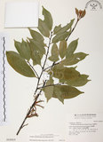 中文名:杜鵑桑寄生 (S016410 )學名:Taxillus rhododendricolus (Hayata) Chiu (S016410 )