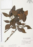 中文名:杜鵑桑寄生 (S016411 )學名:Taxillus rhododendricolus (Hayata) Chiu (S016411 )