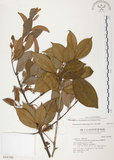 中文名:杜鵑桑寄生 (S016780 )學名:Taxillus rhododendricolus (Hayata) Chiu (S016780 )