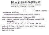 中文名:杜鵑桑寄生 (S017303 )學名:Taxillus rhododendricolus (Hayata) Chiu (S017303 )