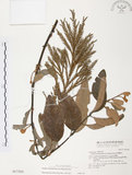 中文名:杜鵑桑寄生 (S017303 )學名:Taxillus rhododendricolus (Hayata) Chiu (S017303 )