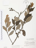 中文名:杜鵑桑寄生 (S017305 )學名:Taxillus rhododendricolus (Hayata) Chiu (S017305 )