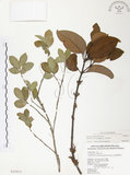 中文名:杜鵑桑寄生 (S025913 )學名:Taxillus rhododendricolus (Hayata) Chiu (S025913 )