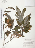 中文名:杜鵑桑寄生 (S028252 )學名:Taxillus rhododendricolus (Hayata) Chiu (S028252 )