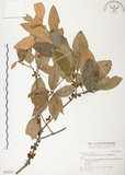 中文名:杜鵑桑寄生 (S028324 )學名:Taxillus rhododendricolus (Hayata) Chiu (S028324 )