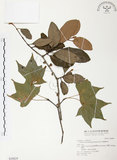 中文名:杜鵑桑寄生 (S030829 )學名:Taxillus rhododendricolus (Hayata) Chiu (S030829 )