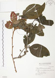 中文名:杜鵑桑寄生 (S030830 )學名:Taxillus rhododendricolus (Hayata) Chiu (S030830 )