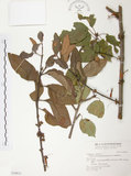 中文名:杜鵑桑寄生 (S030831 )學名:Taxillus rhododendricolus (Hayata) Chiu (S030831 )
