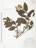 中文名:杜鵑桑寄生 (S030844 )學名:Taxillus rhododendricolus (Hayata) Chiu (S030844 )