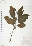 中文名:杜鵑桑寄生 (S031025 )學名:Taxillus rhododendricolus (Hayata) Chiu (S031025 )