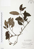 中文名:杜鵑桑寄生 (S031026 )學名:Taxillus rhododendricolus (Hayata) Chiu (S031026 )