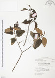 中文名:杜鵑桑寄生 (S031212 )學名:Taxillus rhododendricolus (Hayata) Chiu (S031212 )