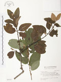 中文名:杜鵑桑寄生 (S031337 )學名:Taxillus rhododendricolus (Hayata) Chiu (S031337 )