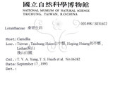 中文名:杜鵑桑寄生 (S031622 )學名:Taxillus rhododendricolus (Hayata) Chiu (S031622 )