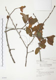中文名:杜鵑桑寄生 (S032039 )學名:Taxillus rhododendricolus (Hayata) Chiu (S032039 )
