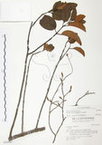中文名:杜鵑桑寄生 (S032041 )學名:Taxillus rhododendricolus (Hayata) Chiu (S032041 )