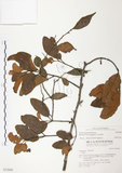 中文名:杜鵑桑寄生 (S032068 )學名:Taxillus rhododendricolus (Hayata) Chiu (S032068 )