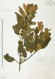 中文名:杜鵑桑寄生 (S035339 )學名:Taxillus rhododendricolus (Hayata) Chiu (S035339 )