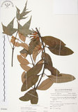 中文名:杜鵑桑寄生 (S054046 )學名:Taxillus rhododendricolus (Hayata) Chiu (S054046 )