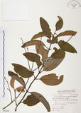 中文名:杜鵑桑寄生 (S054380 )學名:Taxillus rhododendricolus (Hayata) Chiu (S054380 )
