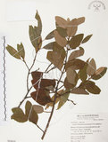 中文名:杜鵑桑寄生 (S054410 )學名:Taxillus rhododendricolus (Hayata) Chiu (S054410 )