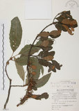 中文名:杜鵑桑寄生 (S054517 )學名:Taxillus rhododendricolus (Hayata) Chiu (S054517 )