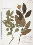中文名:杜鵑桑寄生 (S054526 )學名:Taxillus rhododendricolus (Hayata) Chiu (S054526 )
