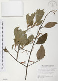 中文名:杜鵑桑寄生 (S054528 )學名:Taxillus rhododendricolus (Hayata) Chiu (S054528 )