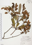 中文名:杜鵑桑寄生 (S062362 )學名:Taxillus rhododendricolus (Hayata) Chiu (S062362 )