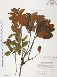 中文名:杜鵑桑寄生 (S062449 )學名:Taxillus rhododendricolus (Hayata) Chiu (S062449 )