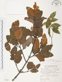 中文名:杜鵑桑寄生 (S062451 )學名:Taxillus rhododendricolus (Hayata) Chiu (S062451 )