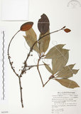 中文名:杜鵑桑寄生 (S062458 )學名:Taxillus rhododendricolus (Hayata) Chiu (S062458 )
