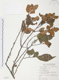 中文名:杜鵑桑寄生 (S062459 )學名:Taxillus rhododendricolus (Hayata) Chiu (S062459 )