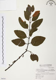 中文名:杜鵑桑寄生 (S065253 )學名:Taxillus rhododendricolus (Hayata) Chiu (S065253 )