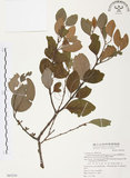 中文名:杜鵑桑寄生 (S065254 )學名:Taxillus rhododendricolus (Hayata) Chiu (S065254 )