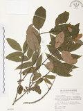 中文名:杜鵑桑寄生 (S065256 )學名:Taxillus rhododendricolus (Hayata) Chiu (S065256 )