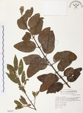 中文名:杜鵑桑寄生 (S069453 )學名:Taxillus rhododendricolus (Hayata) Chiu (S069453 )