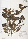中文名:杜鵑桑寄生 (S069454 )學名:Taxillus rhododendricolus (Hayata) Chiu (S069454 )