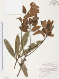 中文名:杜鵑桑寄生 (S069832 )學名:Taxillus rhododendricolus (Hayata) Chiu (S069832 )