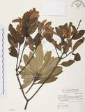 中文名:杜鵑桑寄生 (S069835 )學名:Taxillus rhododendricolus (Hayata) Chiu (S069835 )